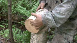 Заготовка сколотня для туеса.