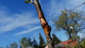 Моя экспериментальная прививка на каждую веточку яблони привоя разных сортов 14.05.2021.