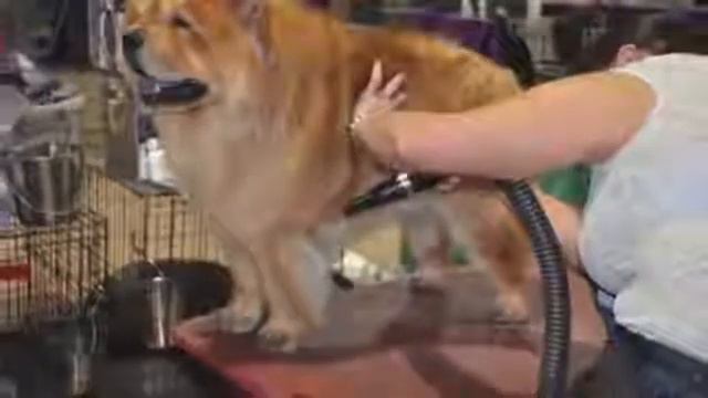 Pure Paws Grooming - Груминг Чау-Чау смотреть онлайн