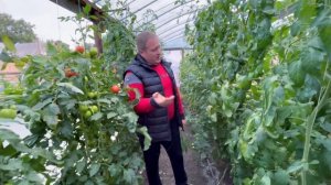 Поздняя посадка томатов…