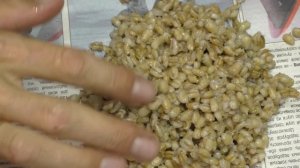 Уловистый рецепт перловки для рыбалки. Просто и Быстро запариваем перловку. На карася и другую рыбу