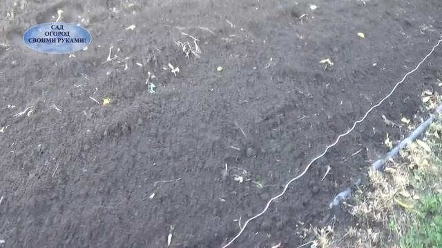 ПОСАДКА ОЗИМОГО ЧЕСНОКА ОСЕНЬЮ.