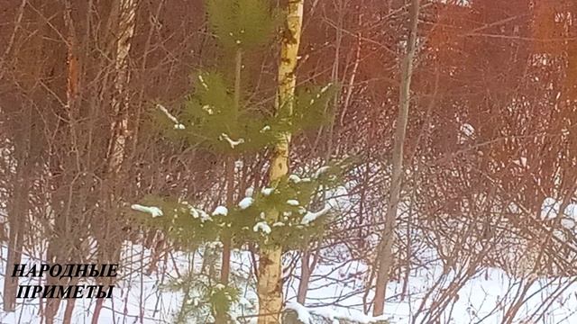 День Ефима. 4 НЕЛЬЗЯ в ЭТОТ ДЕНЬ! Народные приметы 2 февраля.
