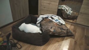 Игры французского бульдога. Французский бульдог носит игрушку.