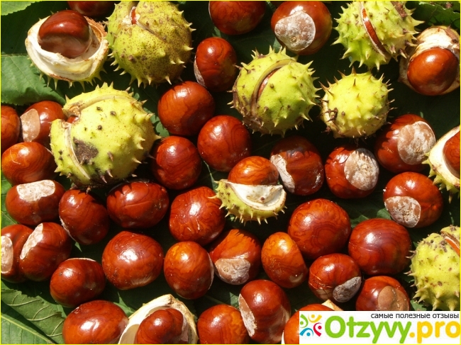 Конский каштан. Настойка для лечения варикоза..mp4