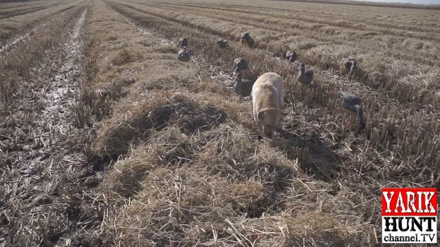 Охота на гуся*Goose Hunting*Скрадок-как сделать?