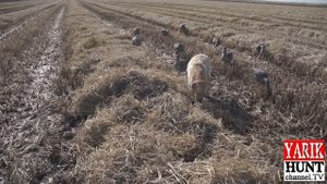 Охота на гуся*Goose hunting*Скрадок-как сделать?