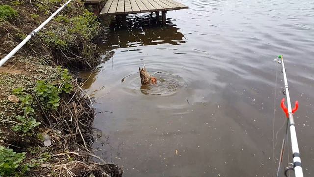 Рыбалка в Машково платник смотреть онлайн