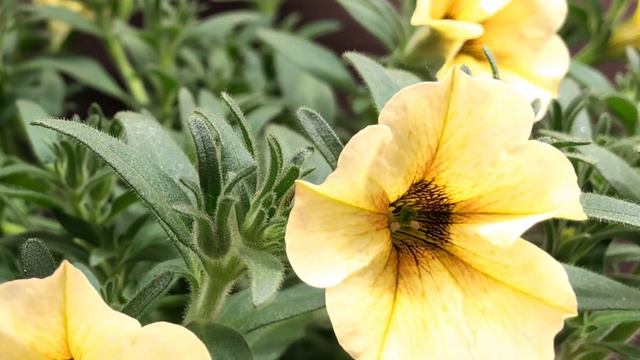 Petunia time lapse - growing petunia flowers indoors смотреть онлайн