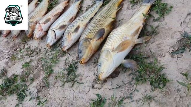 Сегодняшняя охота тоже удалась, карпа поймал много. Чарвакском водохранилище. Ташкент. смотреть онлайн