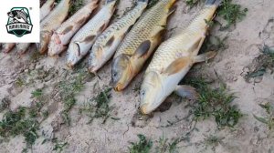 Сегодняшняя охота тоже удалась, карпа поймал много. Чарвакском водохранилище.  Ташкент.