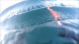Лофотенские острова, подводная охота. 2017. Lofoten, spearfishing. Егерь Наше ВСЕ!!!