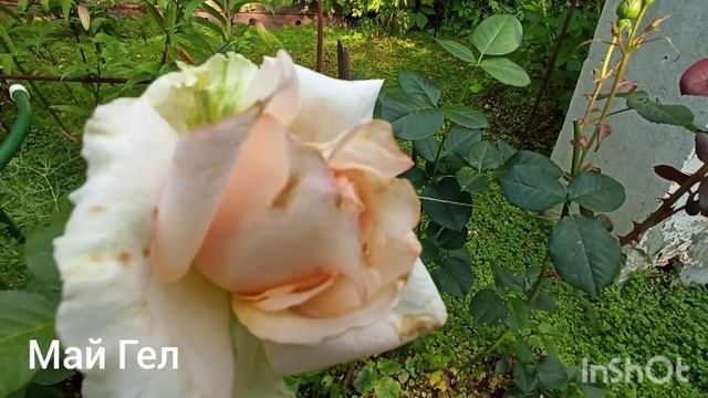 Розы чайно-гибридные и флорибунды.