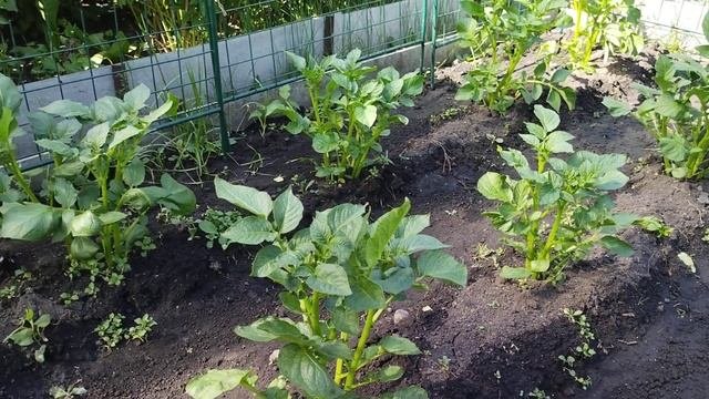 Ранняя  посадка  картофеля