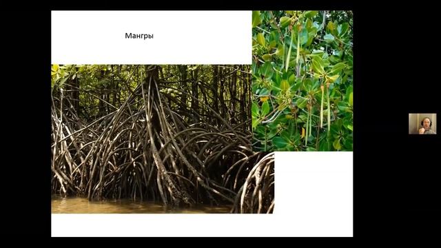 Биогеография тропических островов. Не для слабонервных - больше часа "ботаники".