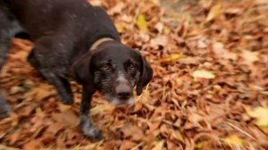 Дратхаар - лучший помощник охотника. Описание породы. Характер. Уход.