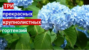 Купите эти гортензии - не пожалеете. А мы подскажим как вырастить