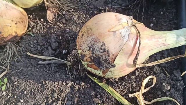 Лук эксибишен. Урожай 2022года. смотреть онлайн