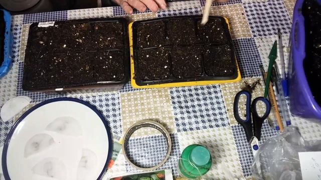 Как правильно посеять семена герани в кассеты смотреть онлайн