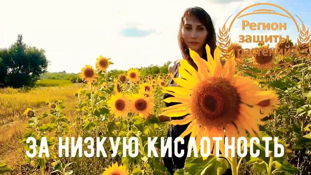 🌻🌻🌻 Гибриды подсолнечника 🌻🌻🌻 Сорта подсолнечника 🌻 Евралис