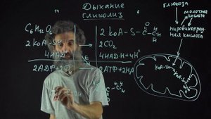Цитология. Лекция 52. Дыхание продолжение 3 Гликолиз