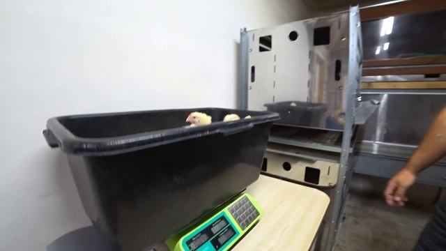 Сравним бройлеров из пищевого яйца С-1 с КОББ-500, РОСС-308 Чехия в 14-21 день
