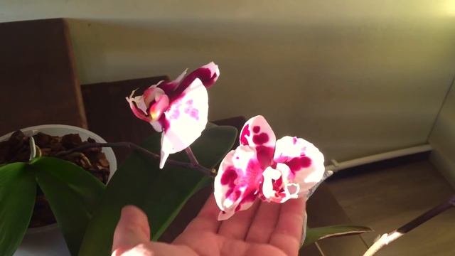 орхидеи приучаю к солнцу а полки купаю в водке, зачем? смотреть онлайн