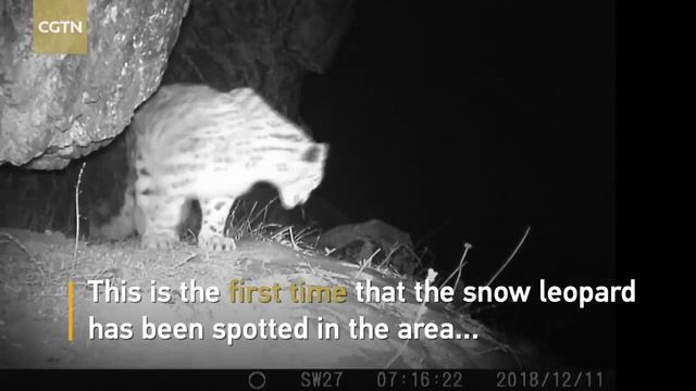 Снежного барса засняли камеры в Китае смотреть онлайн