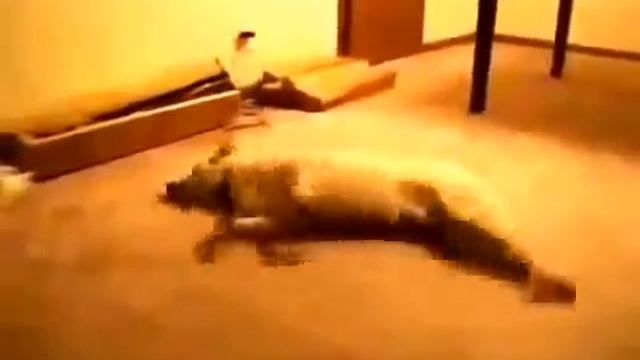 Собаке приснился кошмар ! смотреть онлайн