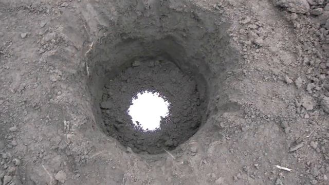 Орех Идеал. Посадка грецкого ореха 2 –мя способами.