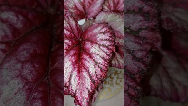 БЕГОНИЯ КОРОЛЕВСКАЯ ДЕКОРАТИВНО ЛИСТВЕННАЯ из семян.BEGONIA FLOWERS