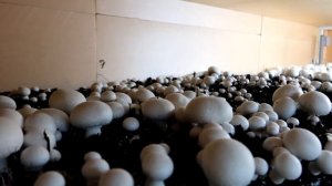 БИЗНЕС В ПОДВАЛЕ _ ВЫРАЩИВАНИЕ ШАМПИНЬОНОВ