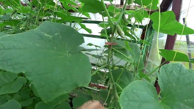 Не забудьте купить этот важный препарат для защиты растений