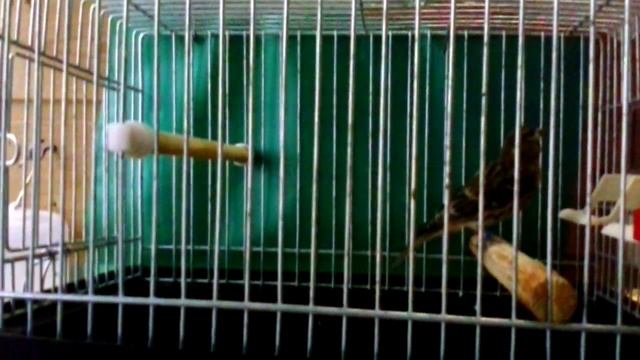 Канареечный вьюрок смотреть онлайн