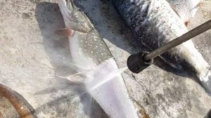 Как чистить судака