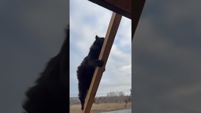 Я иду устали мои ноги 🐈⬛ #трипути #черныйкот