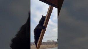 Я иду устали мои ноги 🐈⬛ #трипути #черныйкот