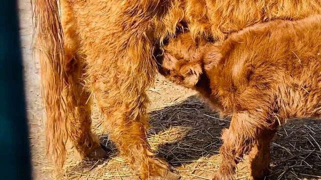 Шотландская коровка РОДИЛА и подпустила снять малыша для вас! смотреть онлайн