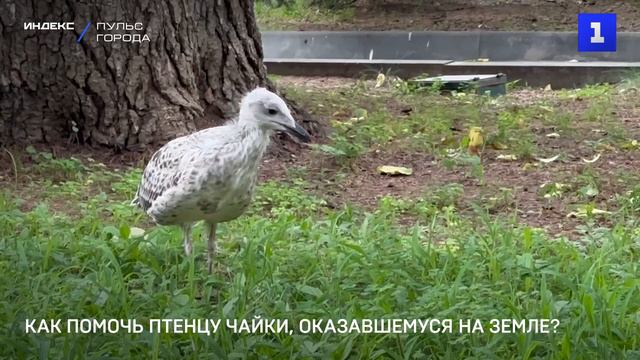 Как помочь птенцу чайки, оказавшемуся на земле