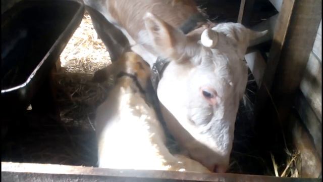 Очередной отел КОРОВЫ, их уже двое, кого же отелила Малышка смотреть онлайн