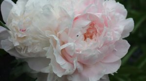 Поздние пионы. Сорта. Часть 2.