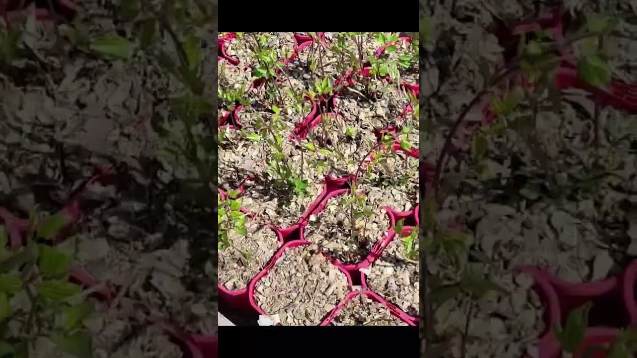Питомник растений. Спрашивайте каталог саженцев на вацап 89193271772 #клематисы #сад #питомник