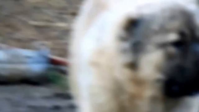 Один из дней. Молодые кавказские овчарки: питомник кавказских овчарок Домбай-Ульген.
