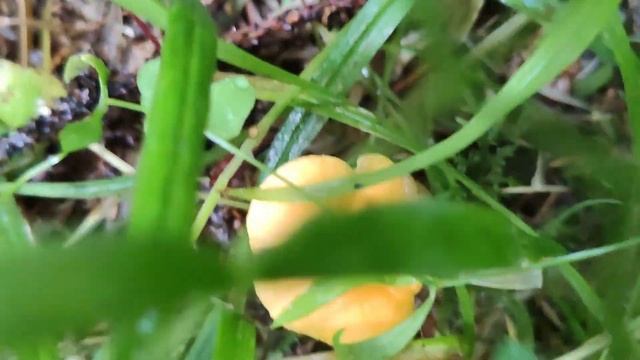 Гриб Лисички. Лечебные свойства. смотреть онлайн