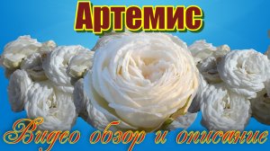 Роза Артемис (Шраб) Artemis (Tantau Германия, 2009)