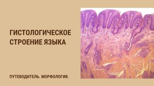 Гистологическое строение языка