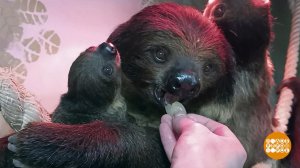 Бэби-бум в зоопарках: сплошное ми-ми-ми. Доброе утро. Фрагмент выпуска от 10.11.2022