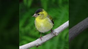 siskin singing away using canon sx70 hs ??