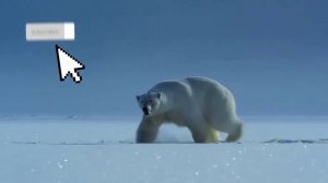 Анальная пробка у медведей!!!!/для чего она нужна?/миф или правда...