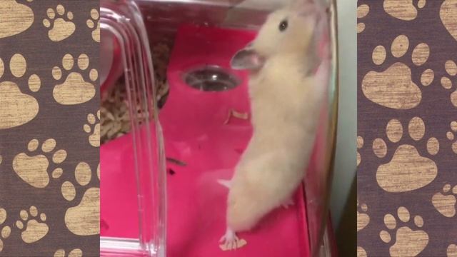 Сирийский хомячок СМЕШНАЯ ОЗВУЧКА большой хома Рыжик